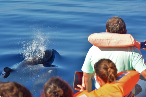 São Miguel: Natación salvaje con delfines