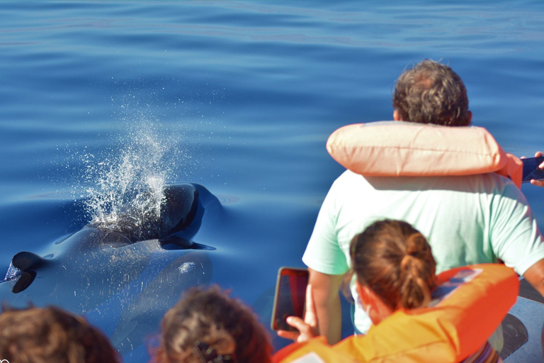 São Miguel: nuoto selvaggio con i delfini