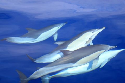 São Miguel: nuoto selvaggio con i delfini