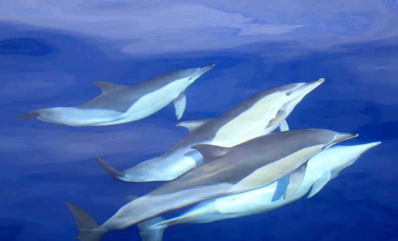 São Miguel : nage sauvage avec les dauphins