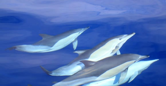 A pod of dolphins swimming close together just below the surface of deep blue water