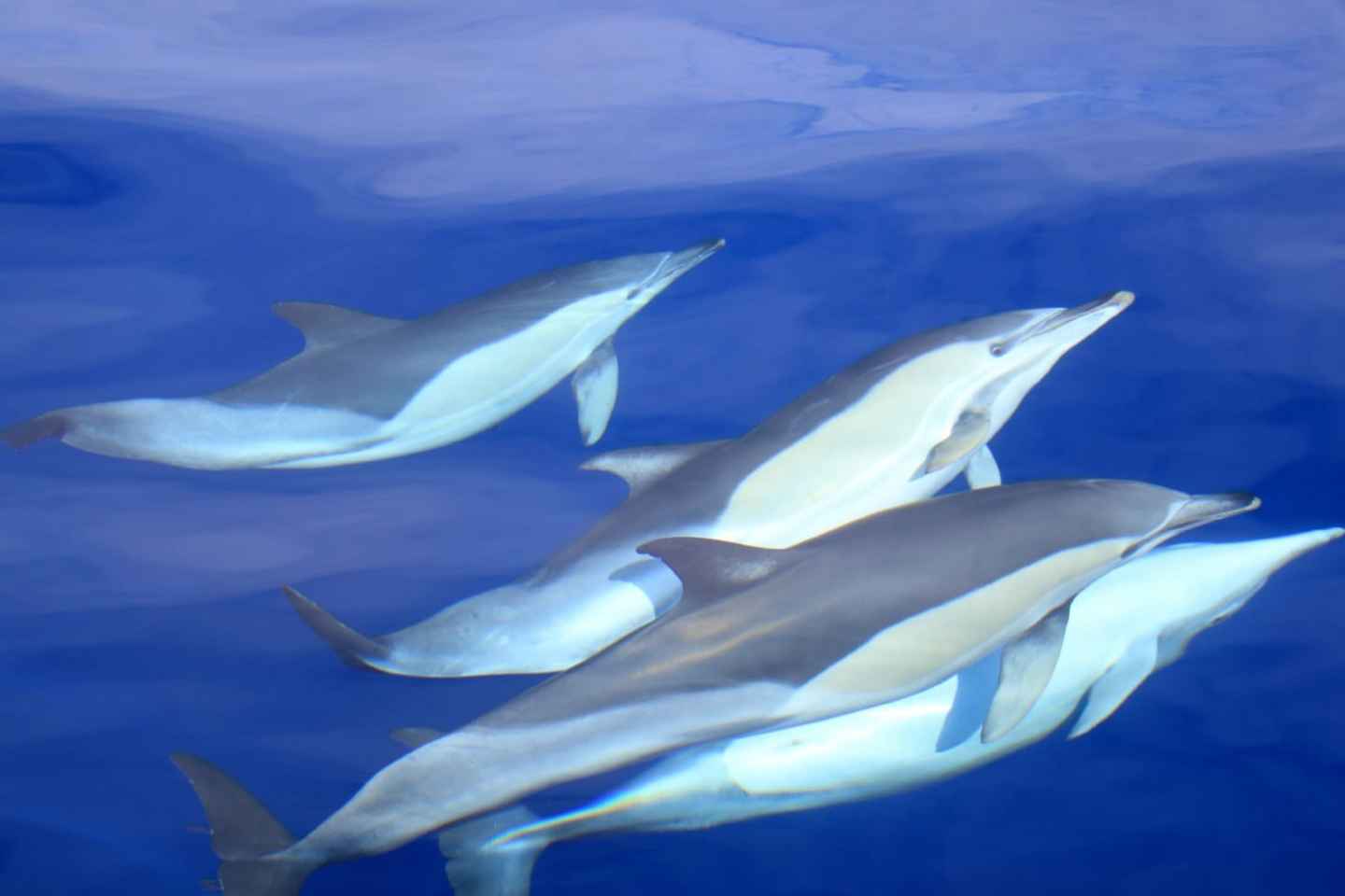 São Miguel: Wildes Schwimmen mit Delfinen