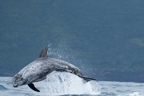 São Miguel : nage sauvage avec les dauphins