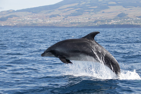 São Miguel: Wildes Schwimmen mit Delfinen