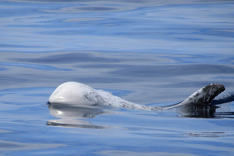 São Miguel: Wildes Schwimmen mit Delfinen