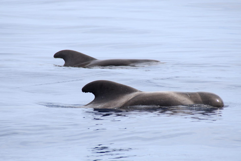 São Miguel: Natación salvaje con delfines