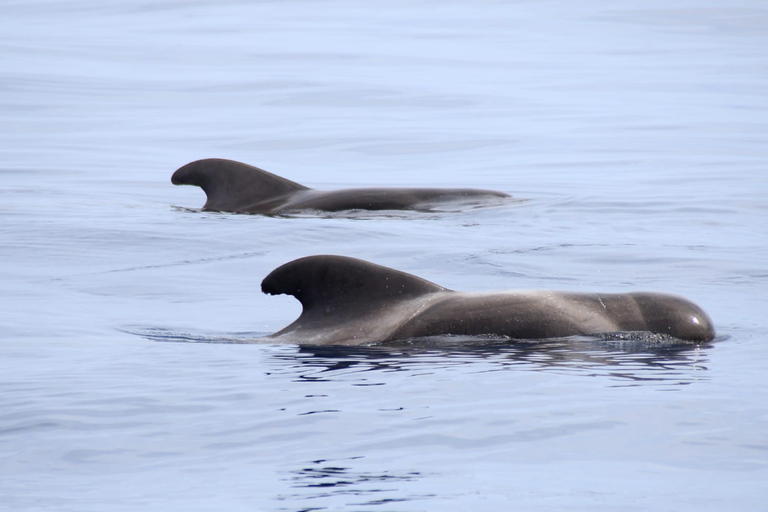 São Miguel: nuoto selvaggio con i delfini