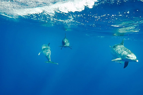 São Miguel : nage sauvage avec les dauphins