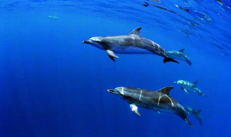 São Miguel: Wild Swimming with Dolphins | GetYourGuide