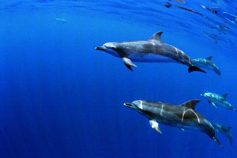 São Miguel: Natación salvaje con delfines