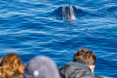 São Miguel : nage sauvage avec les dauphins