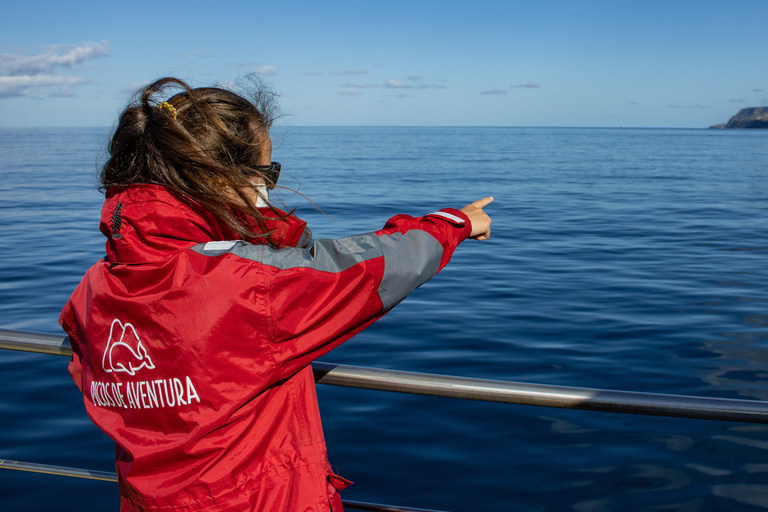 São Miguel: Natación salvaje con delfines