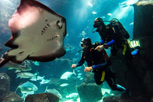 Visit Porto Moniz Diving with Sharks and Rays in Madeira Aquarium in Porto Moniz