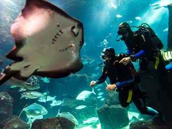 Porto Moniz: Diving with Sharks and Rays in Madeira Aquarium