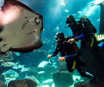 Porto Moniz: Diving with Sharks and Rays in Madeira Aquarium