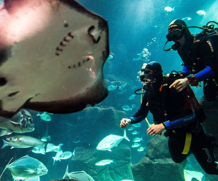 Porto Moniz: Tauchen mit Haien und Rochen im Madeira Aquarium