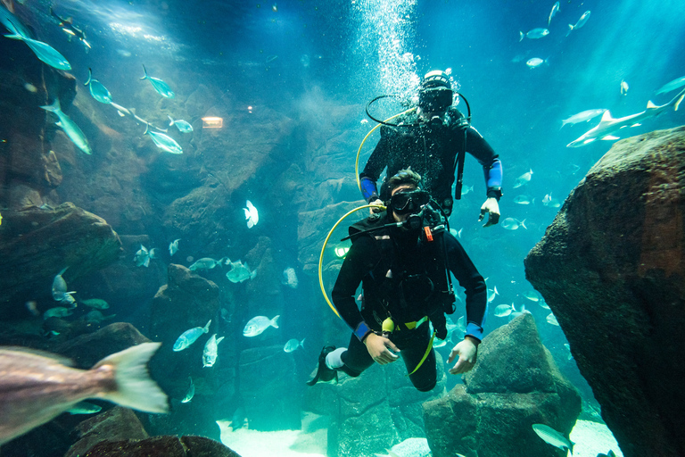 Porto Moniz: Nurkowanie z rekinami i płaszczkami w Madeira Aquarium