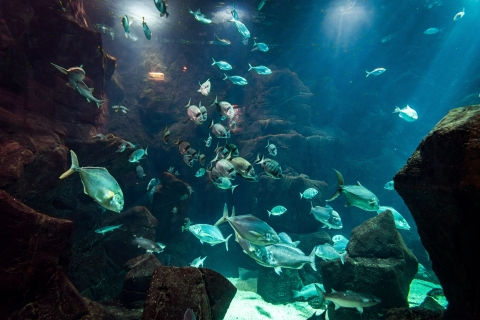 Porto Moniz: Nurkowanie z rekinami i płaszczkami w Madeira Aquarium