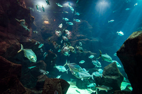 Porto Moniz: Dykning med hajar och rockor i Madeiras akvariumPorto Moniz: Dykning med hajar och rockor i Madeira Aquarium