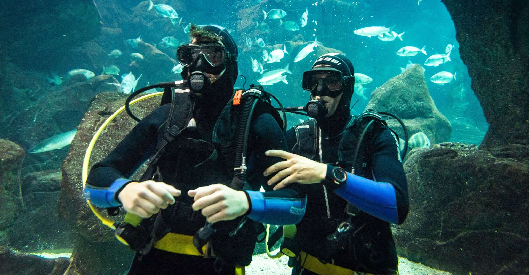 Porto Moniz: Diving with Sharks and Rays in Madeira Aquarium - TourMega