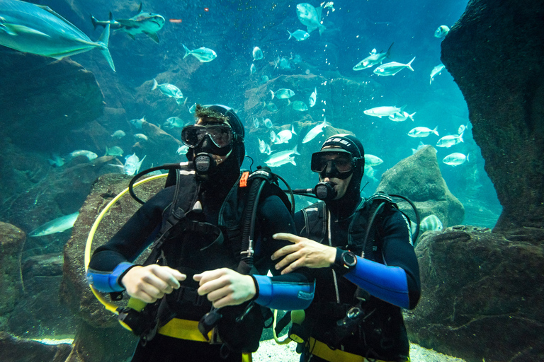 Porto Moniz: Nurkowanie z rekinami i płaszczkami w Madeira Aquarium