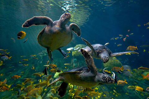 San Diego: biglietto d&#039;ingresso saltafila al parco SeaWorldBiglietto per due giorni