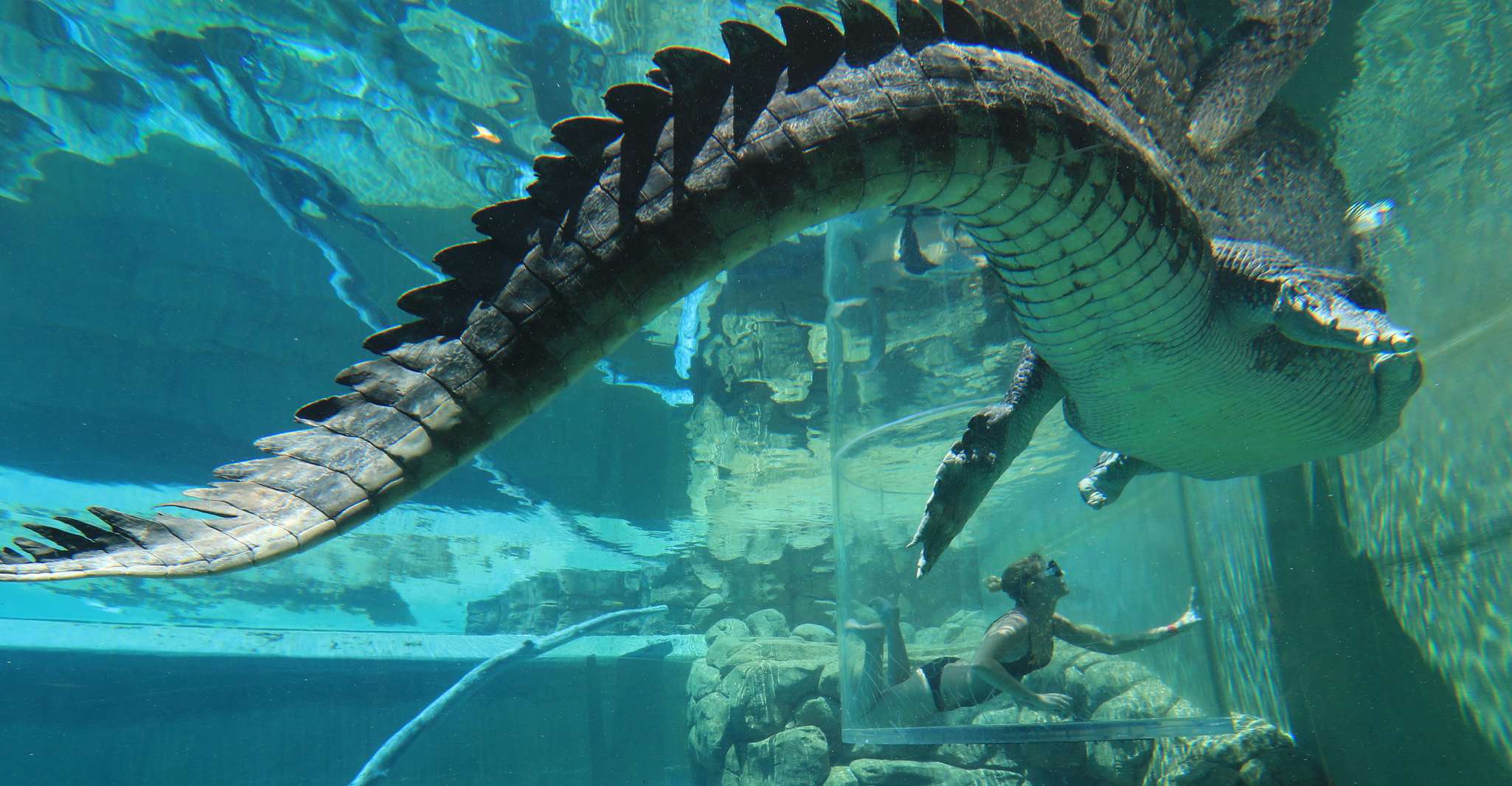 "Cage Of Death" Crocodile Swim and Entry to Crocosaurus Cove - Housity