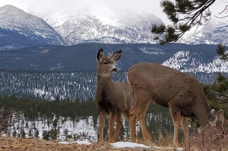 Estes Park Rocky Mountain National Park Snowshoeing Tour GetYourGuide