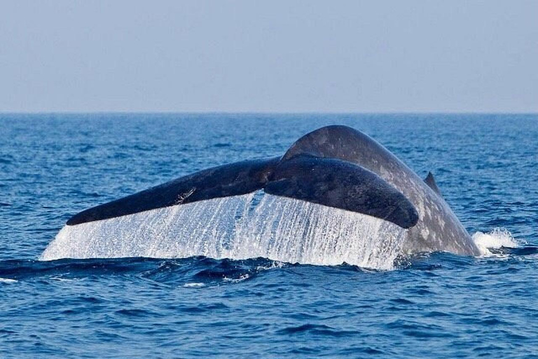 Mirissa: Whale & Dolphin Watching with Pickup & Breakfast Include Entry Ticket