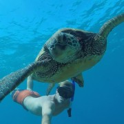 Puerto Rico: Snorkeling with Turtles Adventure
