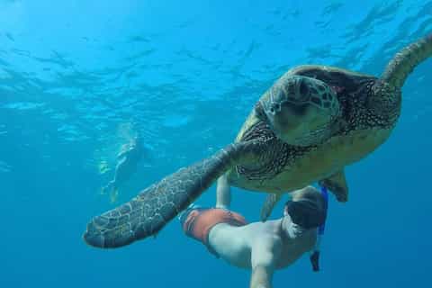 San Juan: Swimming and Snorkeling Tour with Turtles