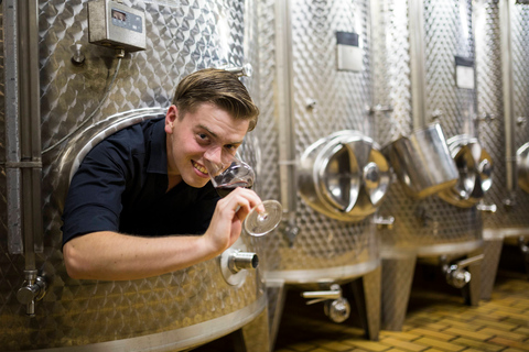 Cata de vinos con visita a la bodegaOpción estándar