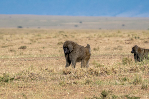 Safari privé de 3 jours à Tsavo Est et Ouest - Faites l&#039;expérience de la nature sauvage