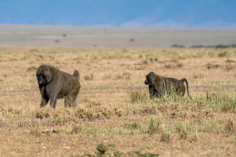 Safari privé de 3 jours à Tsavo Est et Ouest - Faites l&#039;expérience de la nature sauvage