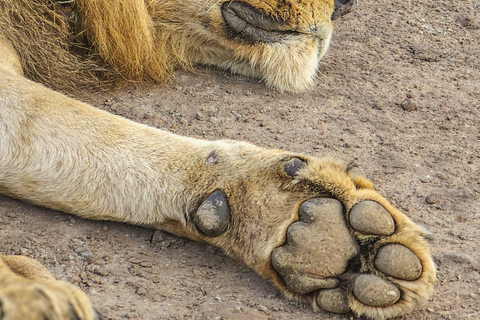 Nairobi National Park Predator Tracking Safari Tour