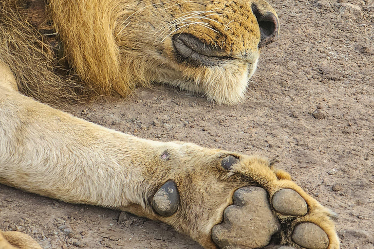 Nairobi National Park Predator Tracking Safari Tour