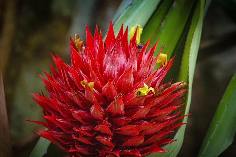 Uvita: Corcovado Rainforest & Wildlife Adventure