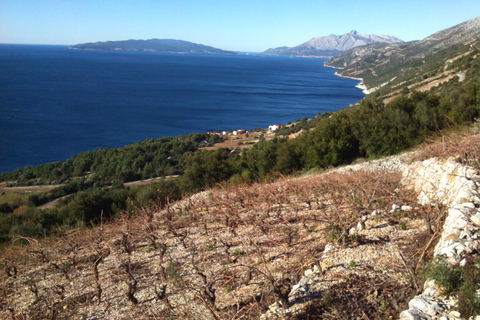 Dubrovnik: Deep Red Wine Tour of Pelješac