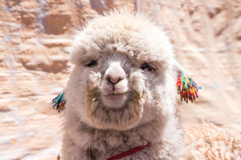 Von Cusco aus: Rainbow Mountain 1-Tag + Frühstück und Mittagessen