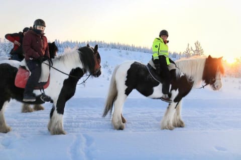 Rovaniemi: Arctic Horse Riding Experience