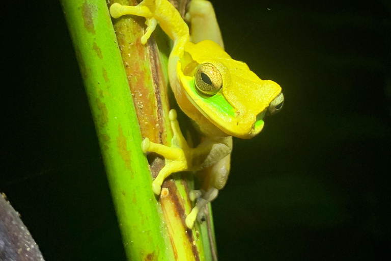 La Fortuna: tour notturno del Rio Habana con guida
