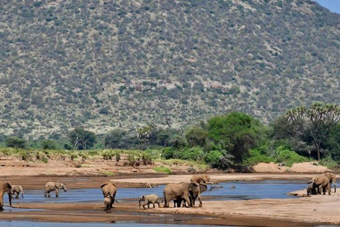 4 days Tsavo East, Amboseli and saltlick lodge safari