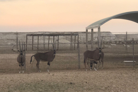 Viagem de 1 dia em Doha: Viagem de 1 dia ao oeste do Qatar para Zekreet e Film City