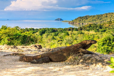 Parco Nazionale Di Komodo Crociere E Tour In Barca Il Meglio Del