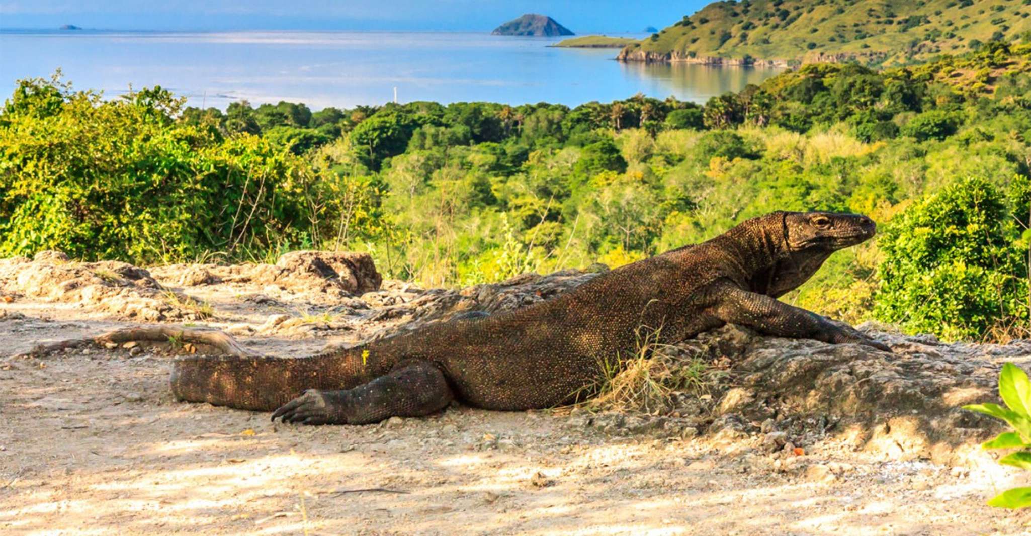 Labuan Bajo: Swim And Snorkel Komodo Island Trip With Lunch - Tourmega