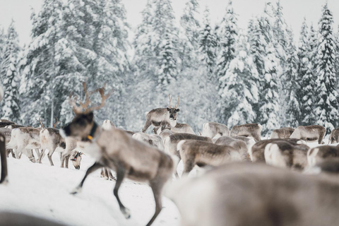 Reindeer Sleigh Ride and Farm tour to feed the reindeer