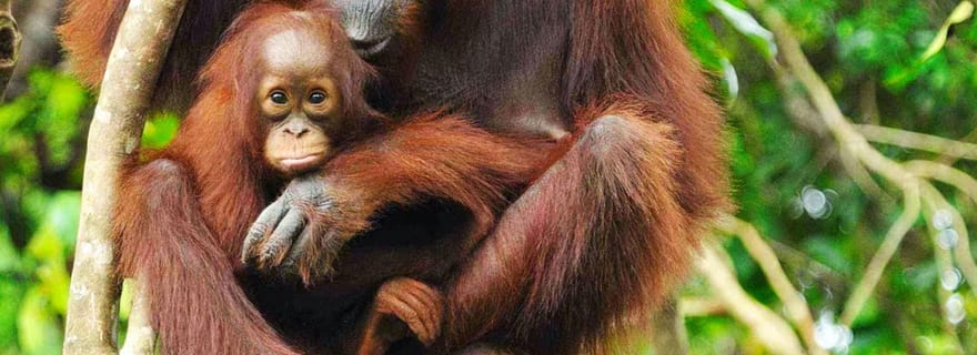 Depuis Medan : Excursion d'une journée dans le parc national du mont Leuser