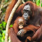 Medan: Mount Leuser National Park Full-Day Trip
