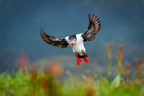 De Reykjavik: Excursão de Puffin e Vulcão nas Ilhas Westman