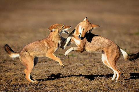 Addis Ababa: 6-Day Bale Mountains Guided Tour with Meals